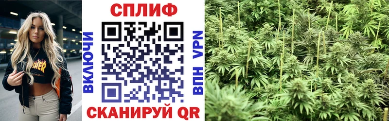 Канабис гибрид  Сланцы 